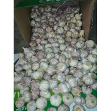 how to store fresh garlic from garden