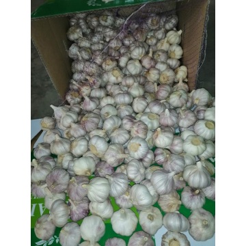 how to store fresh garlic from garden