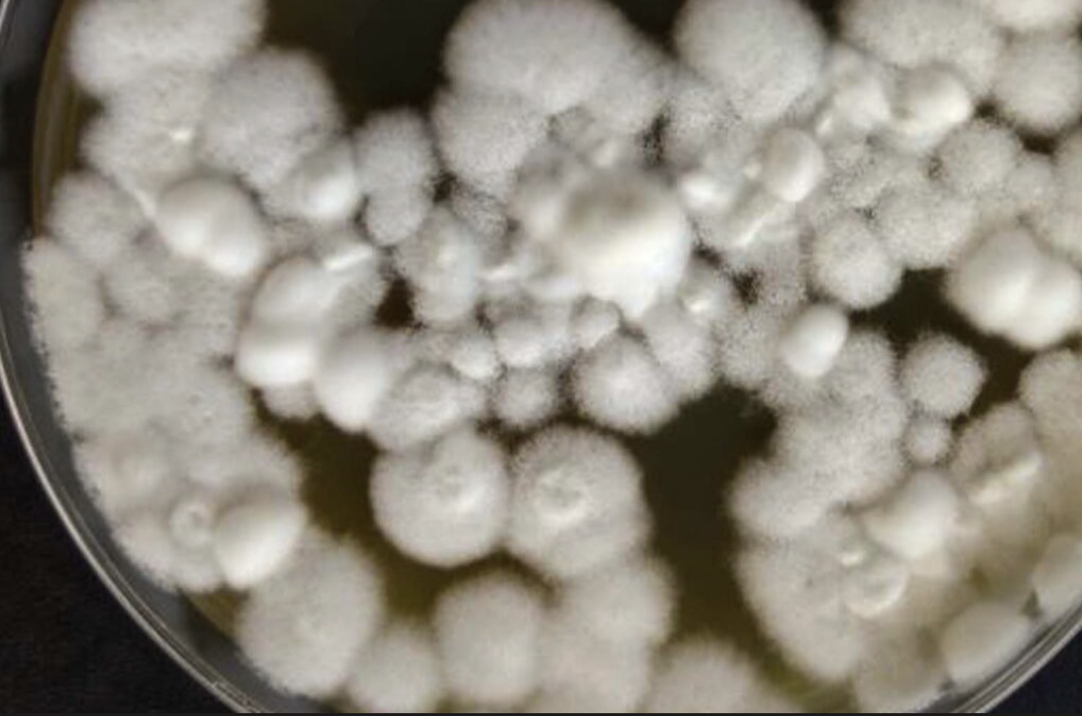 High Purity Beauveria Bassiana
