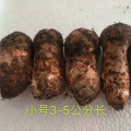 /msite/products/detail/productid/56385662/id/651414.html