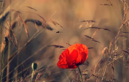 OPI Drugtesting Medical Diagnosis Cassette