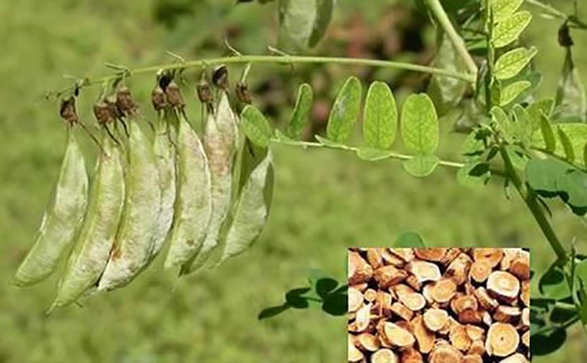 astragalus-extract4