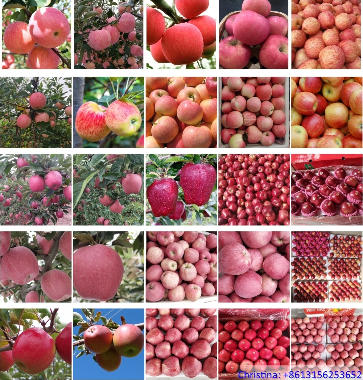 Chinese Pink Lady Red Apples China Manufacturer