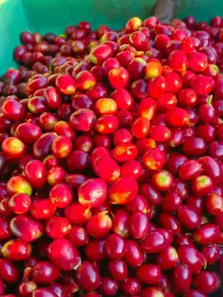 Hali Geisha Green Coffee Beans