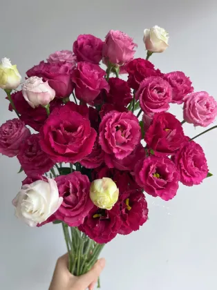 Fresh Cut Flower Burgundy Lisianthus Wholesale for Bouquet