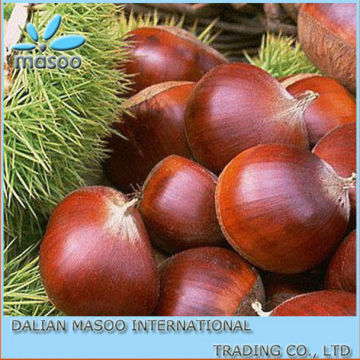2013 Crop Chinese raw chestnuts /dried chestnuts for sale