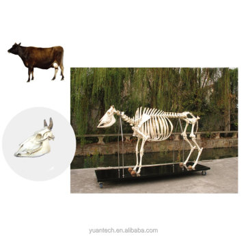 Anatomical Cow Skeleton Medical Model - YA/BB106