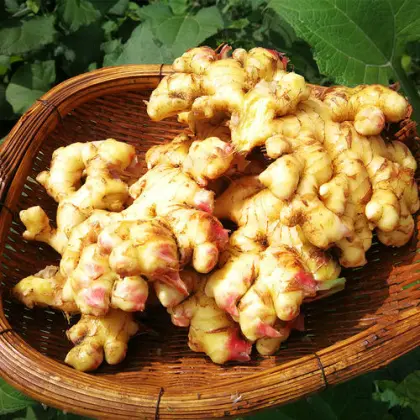 Chinese Famous Brand Ginger from Top Vendor