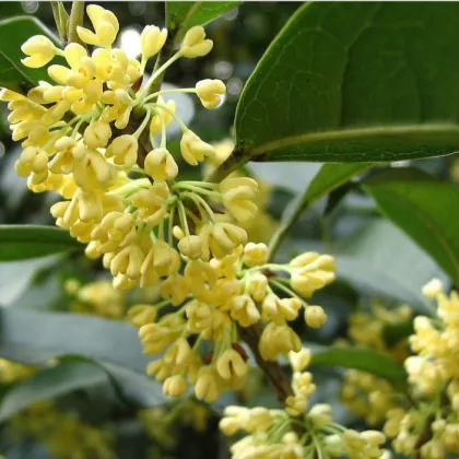 Natural Dried Sweet-scented osmanthus Flower Tea