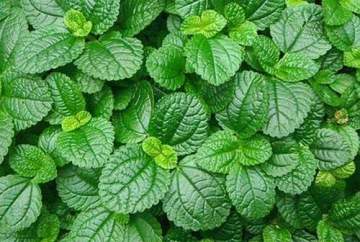 Peppermint Essential Oil 50ml