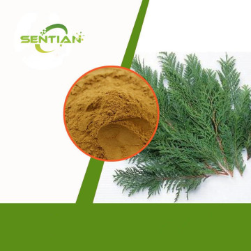 Platycladus orientalis leaf extract powder