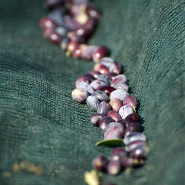 Jaring olive Hdpe UV untuk dijual