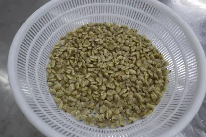 New season frozen boiled clam