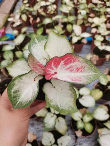 caladium yanzihong for sale