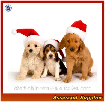 ZD542 santa christmas hats for dog