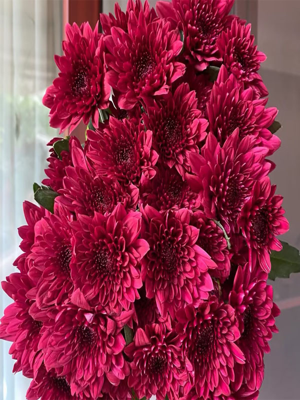 Red Dante Chrysanthemum