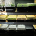 Hydroponic Microgreens Seed Trays with Drain Holes