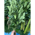 গার্ডেনিয়া চকচকে সবুজ পাতা