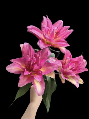 Lucky Eros Double Lily