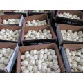 Best Quality Pure White Garlic 2020