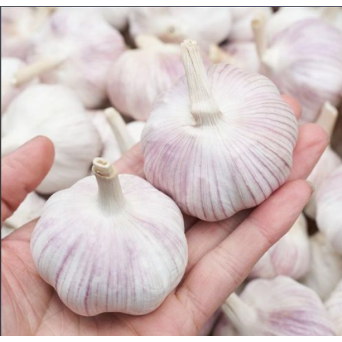 জাল ব্যাগে প্যাকেজ করা তাজা সাদা রসুন