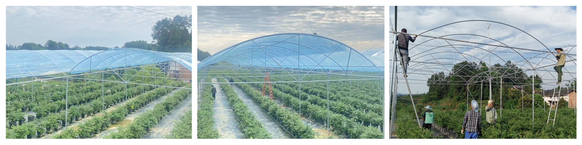 Blueberries Greenhouse