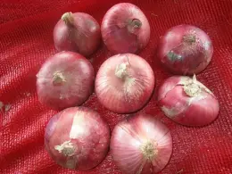 Fresh New Crop Onion from 3.0cm to 10cm