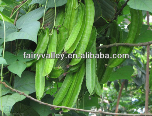 Vegetable Seed Goa Bean Vine Seeds/Winged Bean Seeds/Winged Pea Seeds For Sale