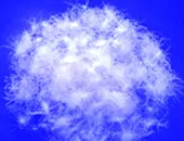 Down Feather