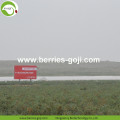 Wholesale Bulk  Price Low Pesticide Goji Berries