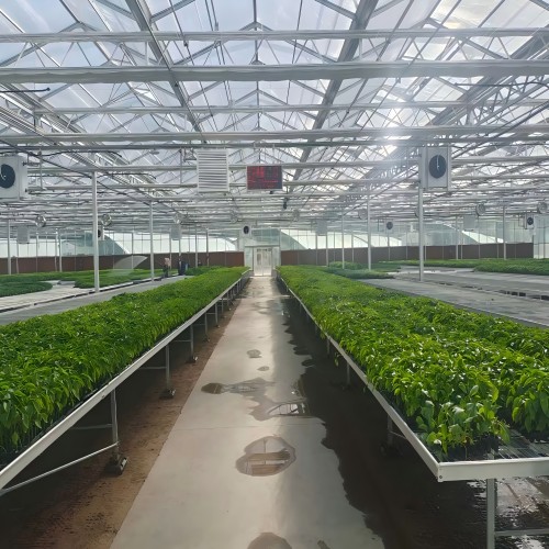 Glass greenhouse