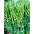 বিবাহের জন্য বাল্ক পাইকারি Ajax Gladiolus তাজা কাটা ফুল