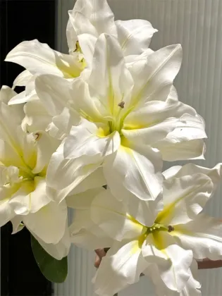 Blizzard double Oriental lily