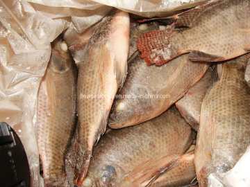 Frozen Tilapia