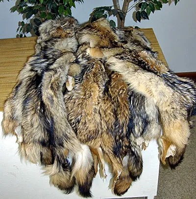 Northern Coyote Pelts