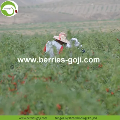 Factory Supply Natural Price Fruit Goji Berry