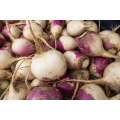 Brassica Rapa Fruit Extract: Your Source for Antioxidant Power
