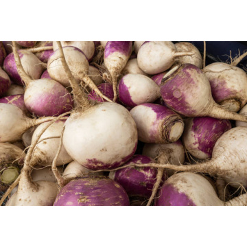 Brassica Rapa Fruit Extract: Your Source for Antioxidant Power