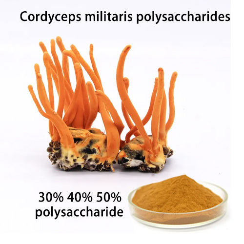 Cordyceps Cordyceps militaris polysaccharides 30% 40% 50%
