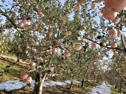 Fuji Apple Gala Apple Red Star Apple