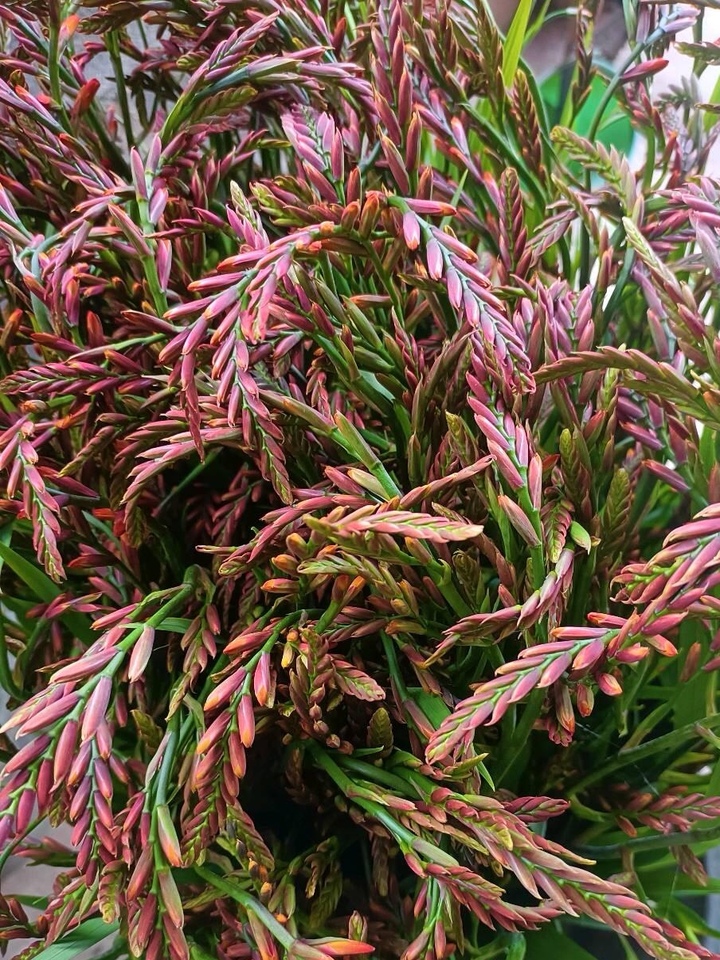 Renanthera coccinea