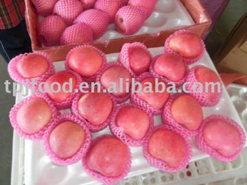 red fuji apples grade AB for South-Asian market