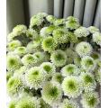 লণ্ঠন স্প্রে সাদা chrysanthemum