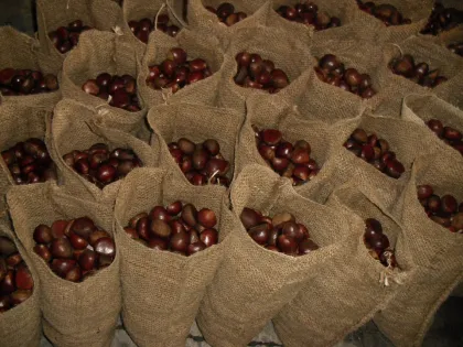 Fresh Dandong big Chestnut
