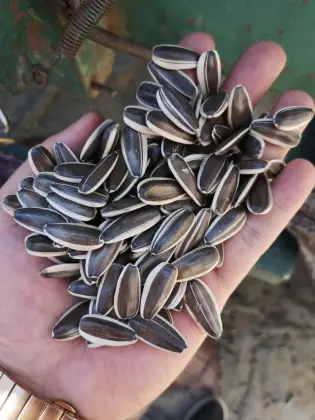 sunflower seeds
