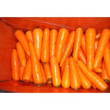 La carota dolce è salutare per noi