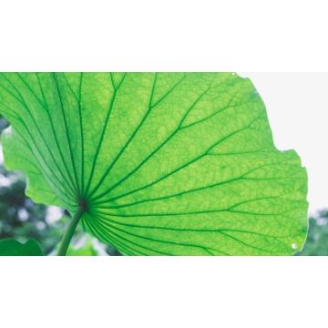 Lotus leaf Extract powder Nuciferine