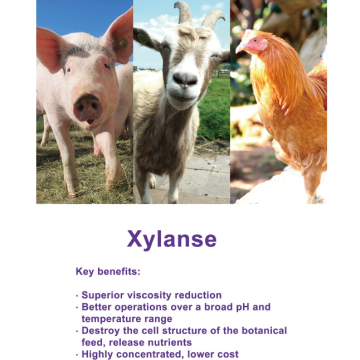 Xylanase enzyme for animal feed additive Nutrizyme XY