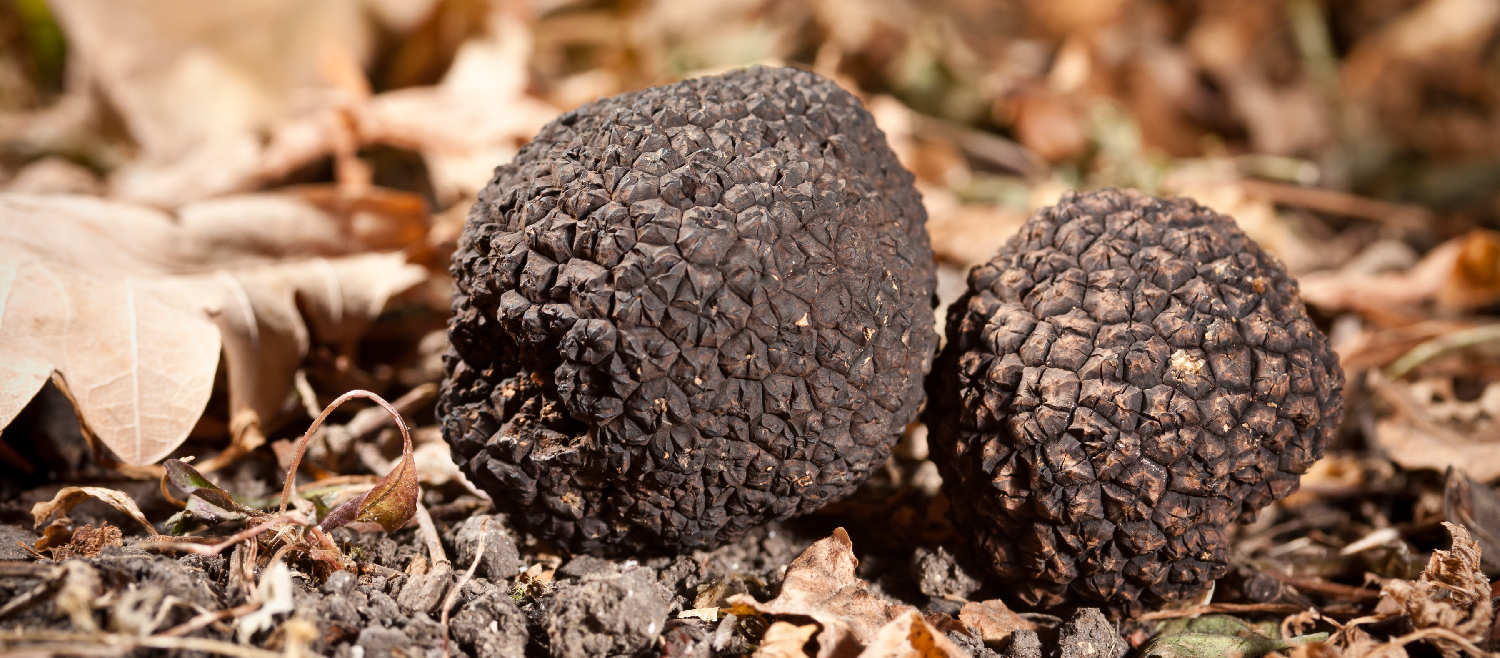 Black-truffle-extract-1