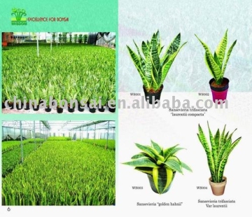 Sansevieria/bonsai/plants